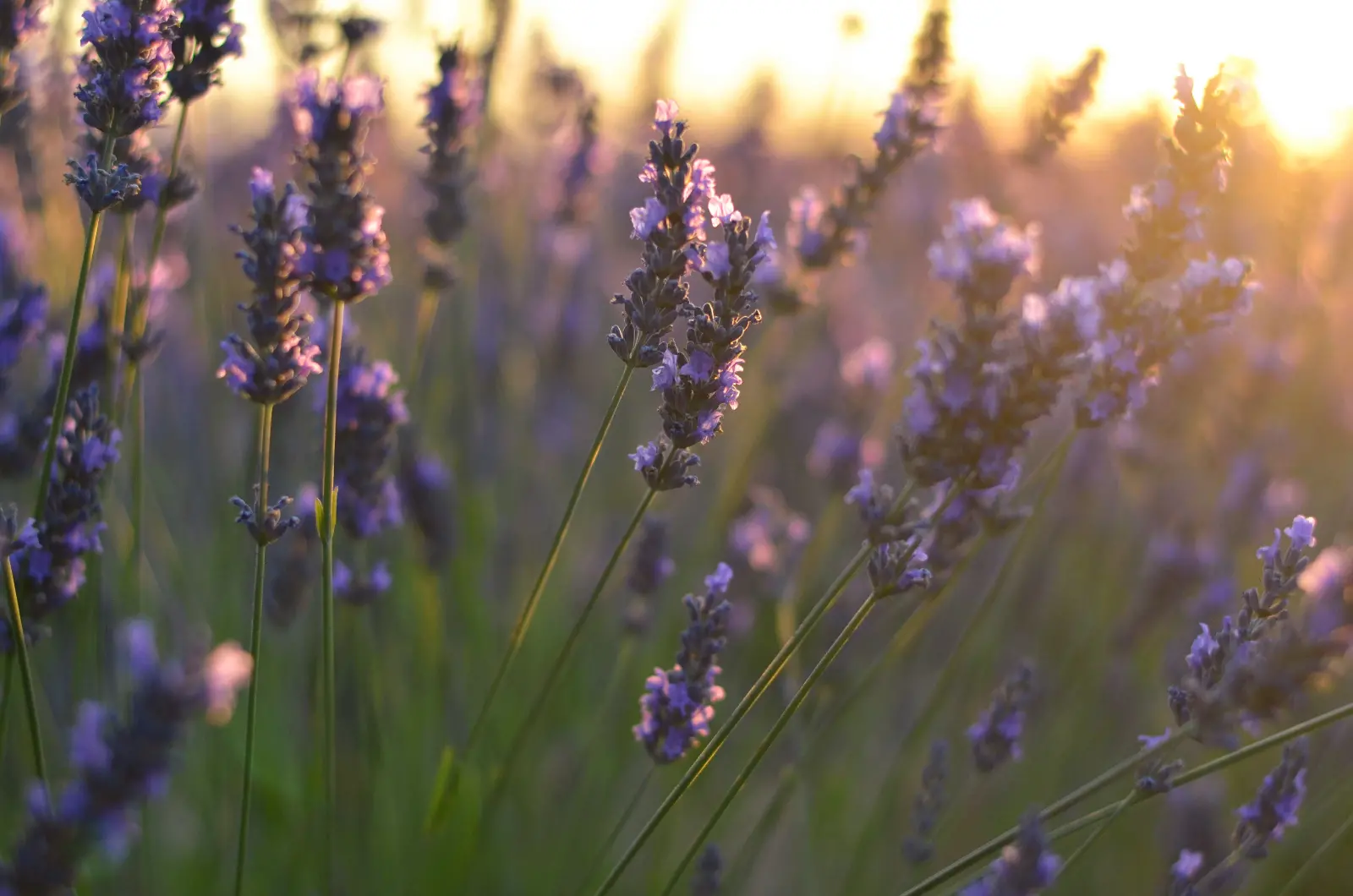 Pixeleden botanical masthead