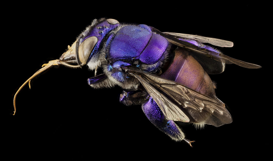 Macro photo of bee flying