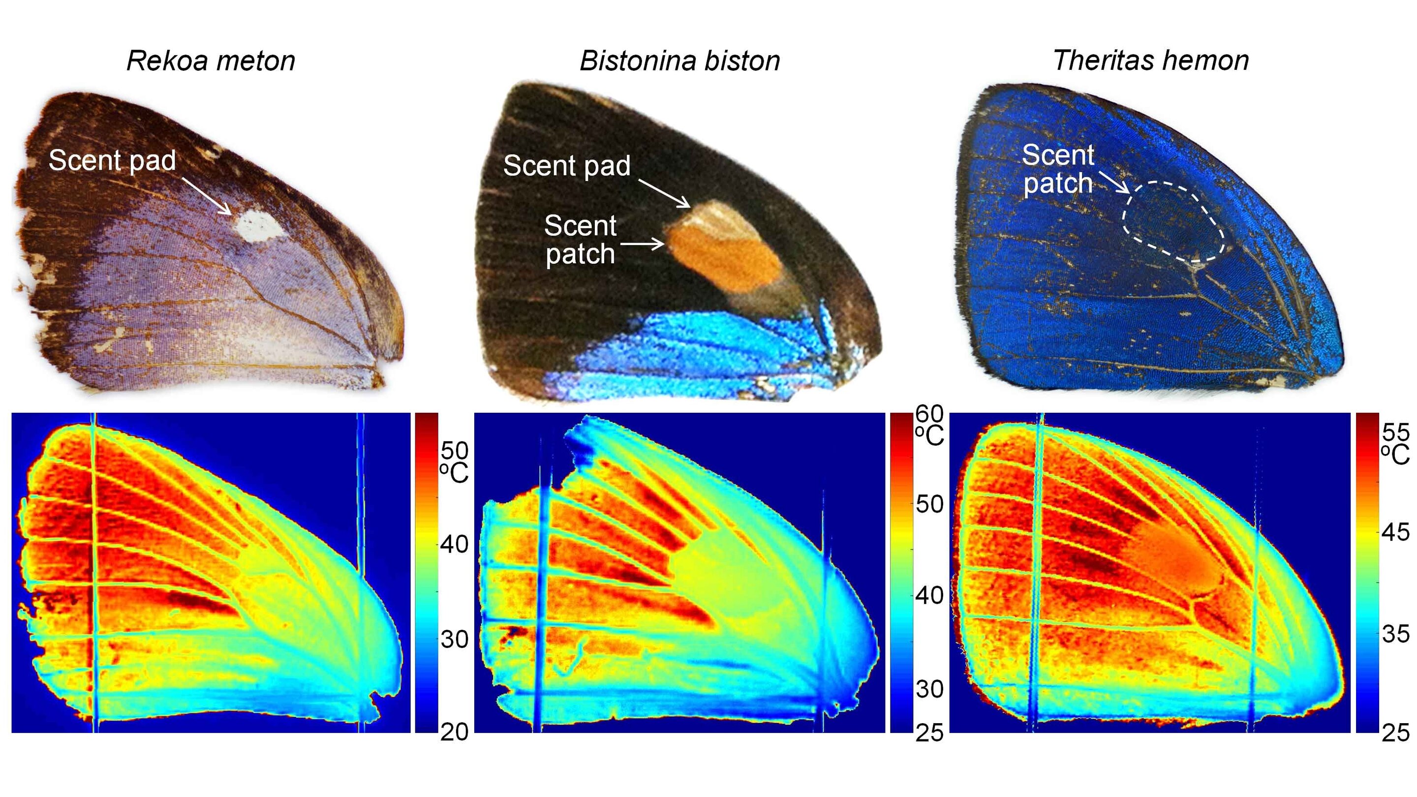 Photo of butterfly wing and thermal scans indicating temperature distribution