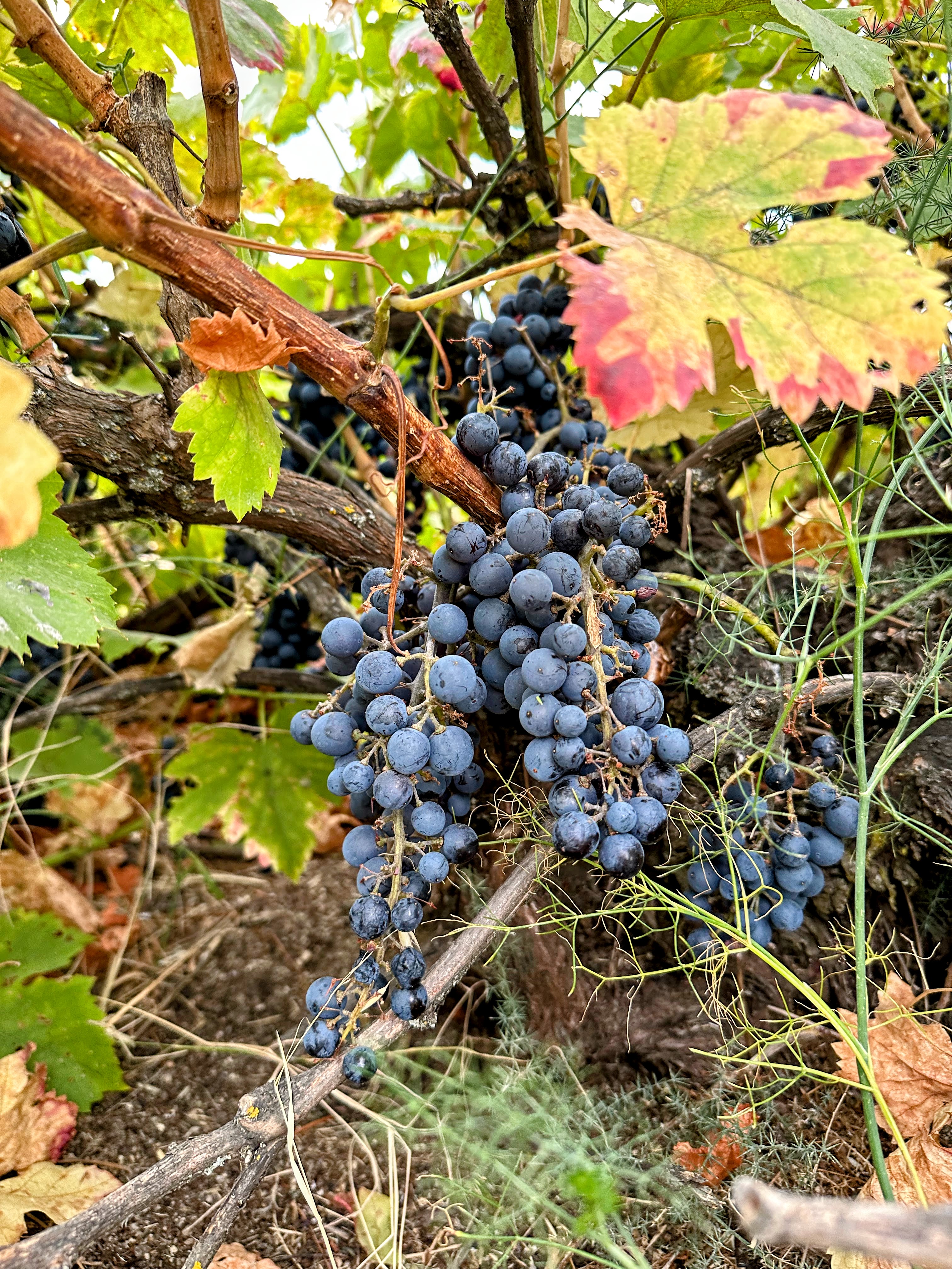 A collection my photographs taken on the year 2025